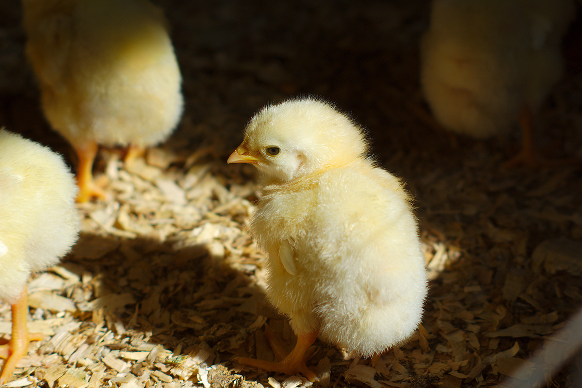 Chick Health – Videos – Mother Earth News